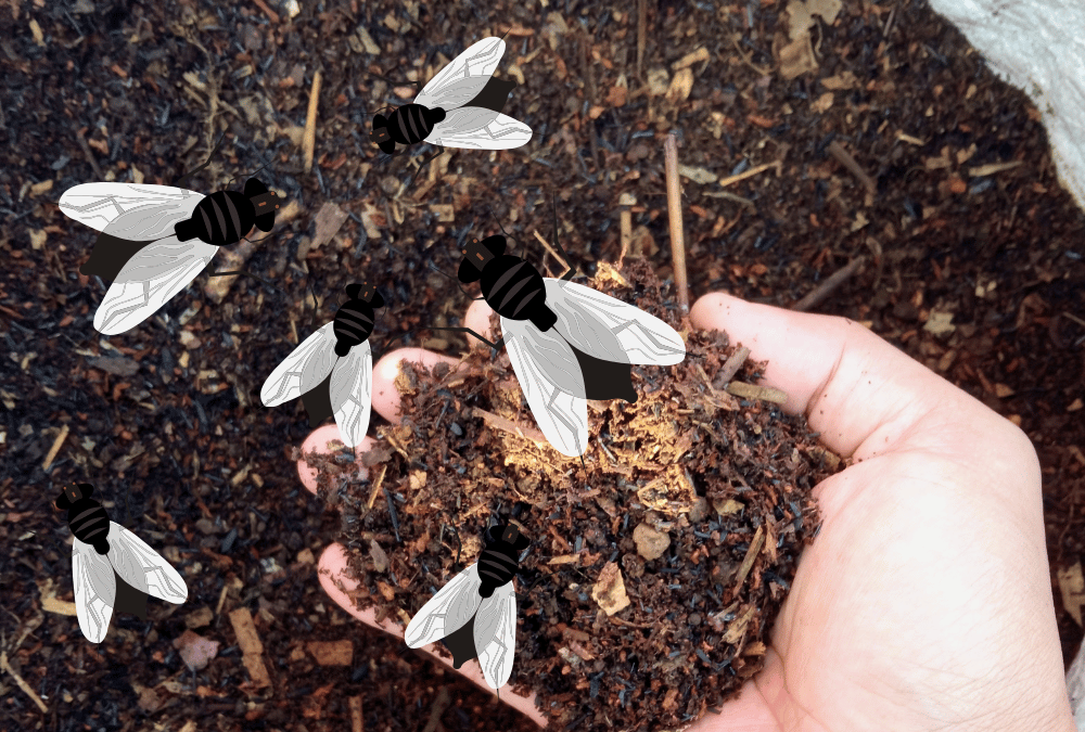 A Guide to Composting Toilets & Flies