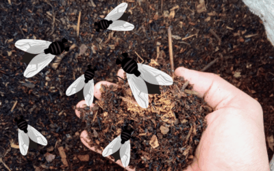 A Guide to Composting Toilets & Flies