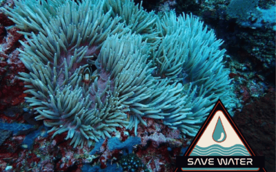 Saving Water: The Most Precious Resource